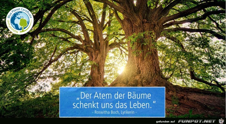 Bäume Bäume