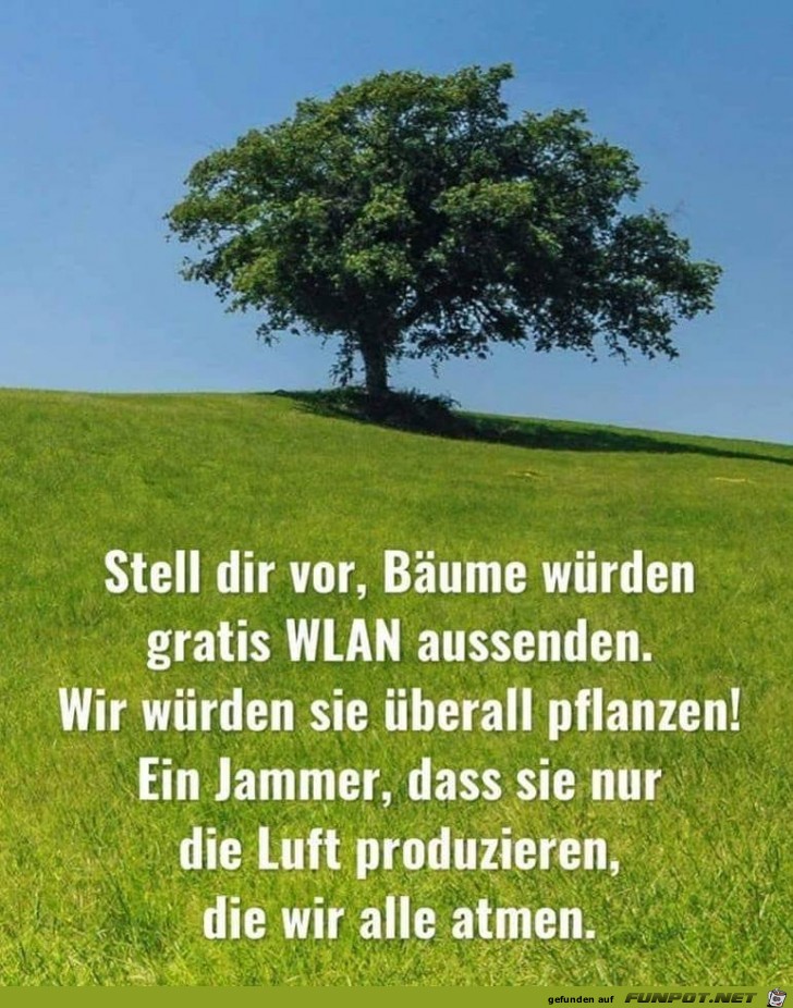 Bäume und WLAN Bäume und WLAN