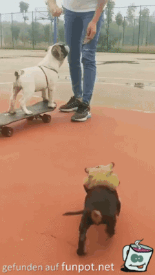 Hunde beim Boarden