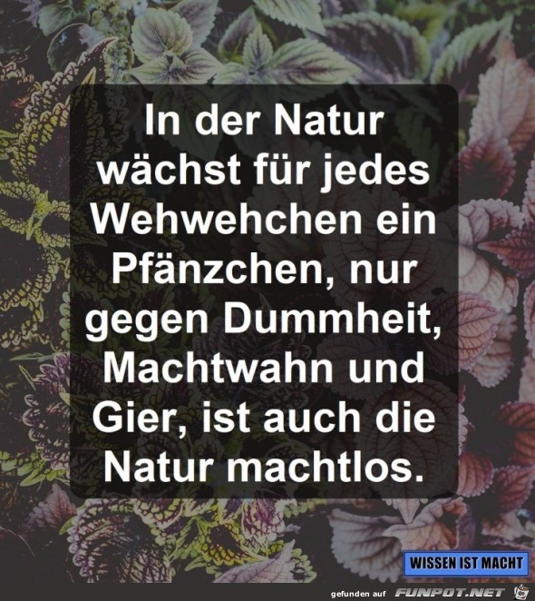 in der Natur