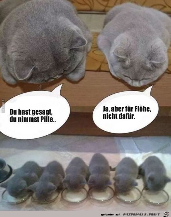 du hast gesagt du hast gesagt