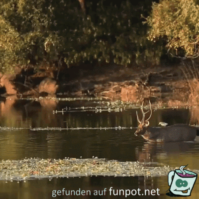 Wasser-Taxi Wasser-Taxi