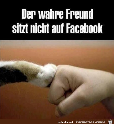 Der wahre Freund