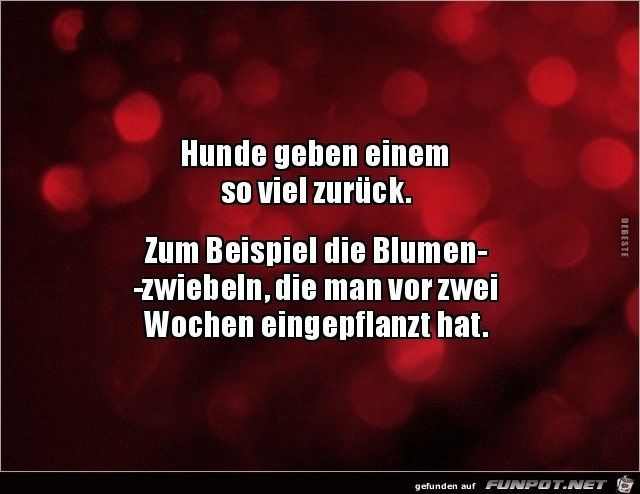 Blumenzwiebeln Blumenzwiebeln