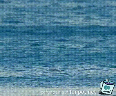 Cooler Delfin Cooler Delfin