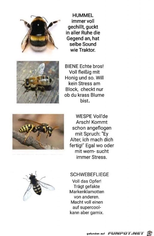 Schwebfliege Schwebfliege