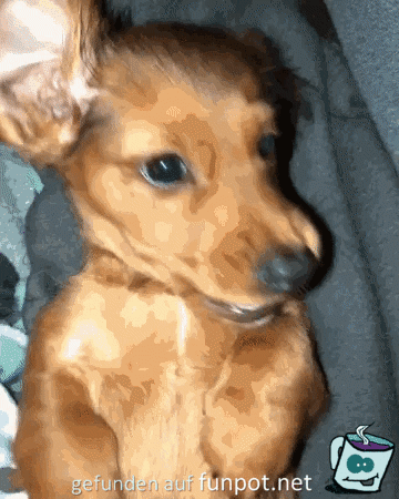 Niedlicher Hund Niedlicher Hund
