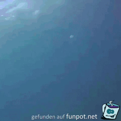Fisch kraulen Fisch kraulen