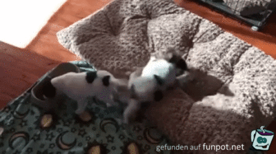Der Essenstanz Der Essenstanz