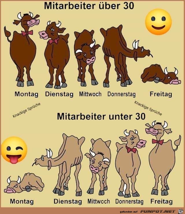 Mitarbeiter Mitarbeiter