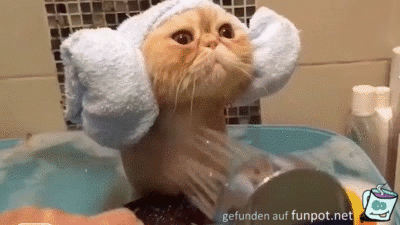 Katze im Wellneßbad Katze im Wellneßbad
