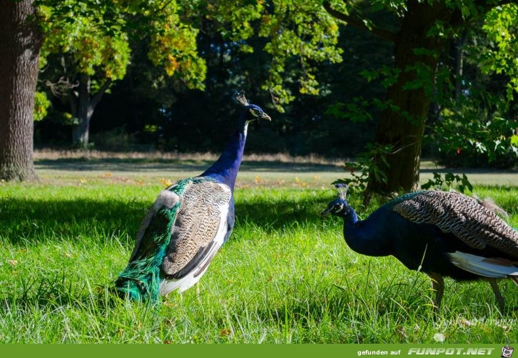 Pfaueninsel Berlin01