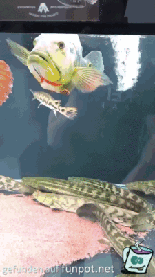 Fisch ärgern Fisch ärgern