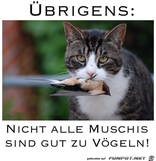 witzige frivole Bilder aus verschiedenen Blogs. Nicht...