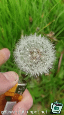 Wahnsinn Wahnsinn