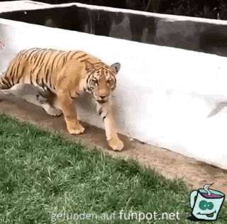 Tiger erschrecken