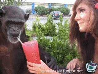 Affe versucht mit Strohhalm zu trinken