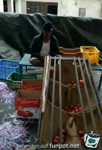 Tomaten nach Größe sortieren Tomaten nach Größe sortieren