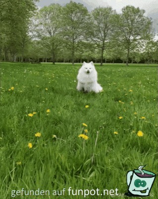 Blumen-Hund Blumen-Hund