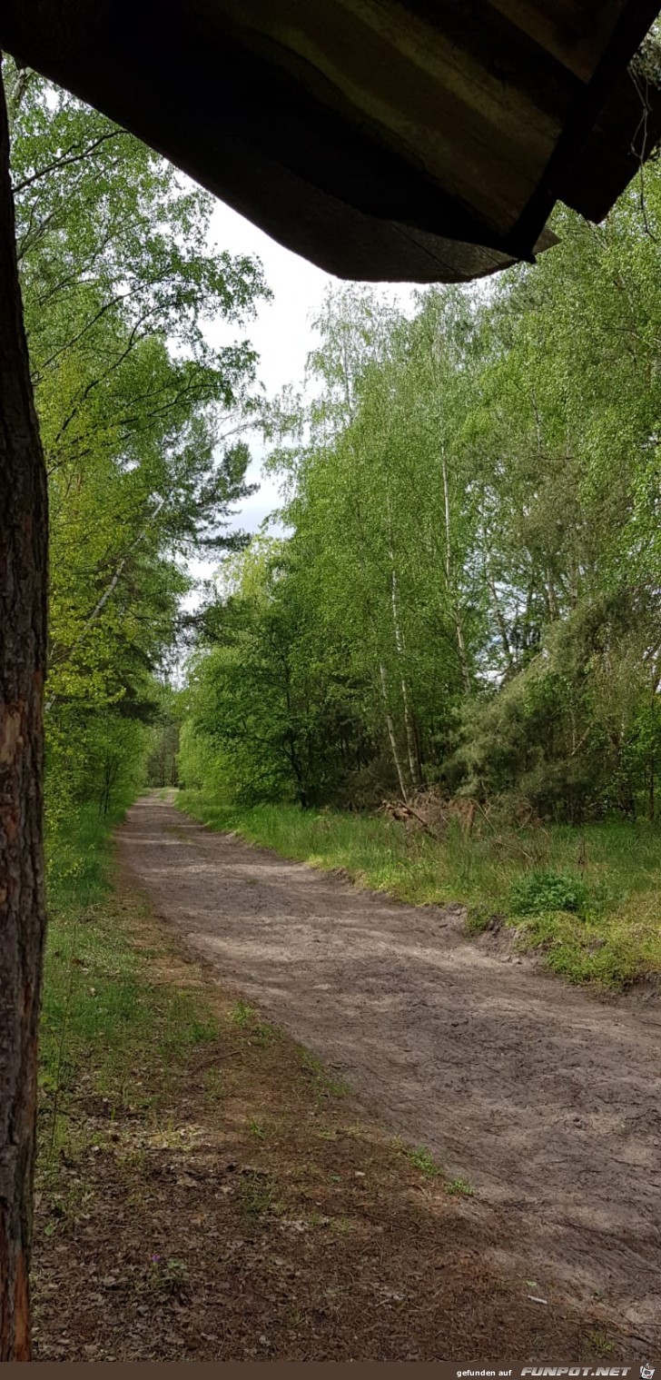 Waldweg in Berlin