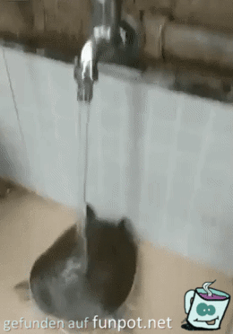 Halstraining Halstraining