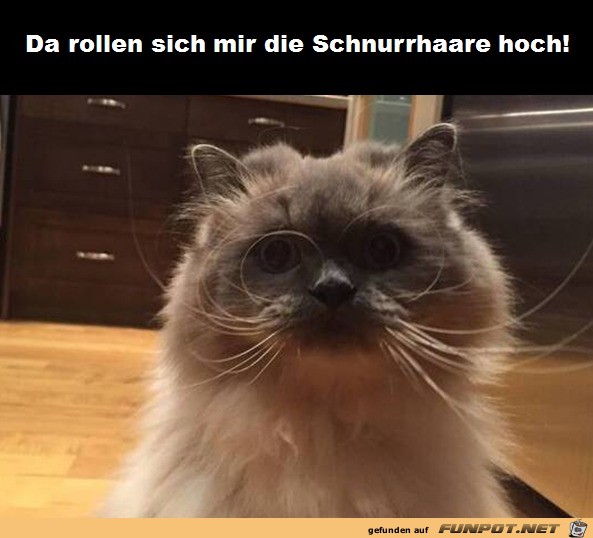 Schnurrhaare rollen sich hoch Schnurrhaare rollen sich hoch