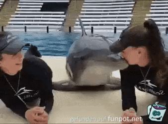 Lustiger Delfin