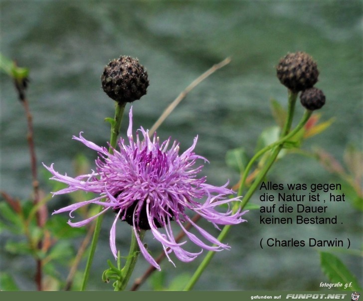 ALLES WAS GEGEN DIE NATUR IST ALLES WAS GEGEN DIE NATUR IST