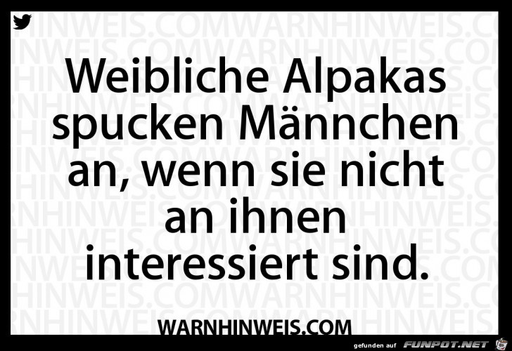Alpakas Alpakas