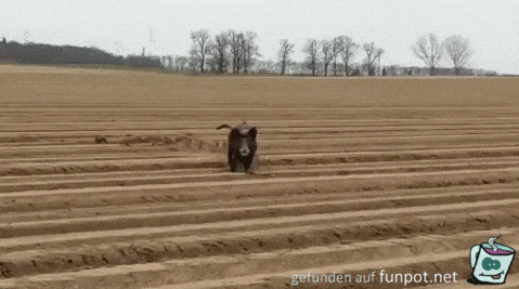 Wildschweine Wildschweine