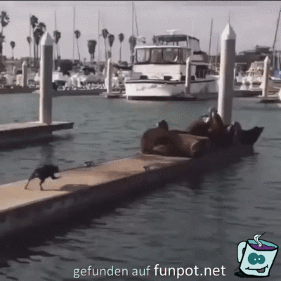 Runter vom Steg Runter vom Steg
