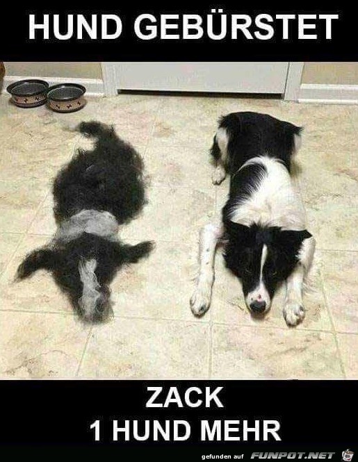 Neuer Hund Neuer Hund