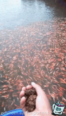 Fisch-Fütterung Fisch-Fütterung