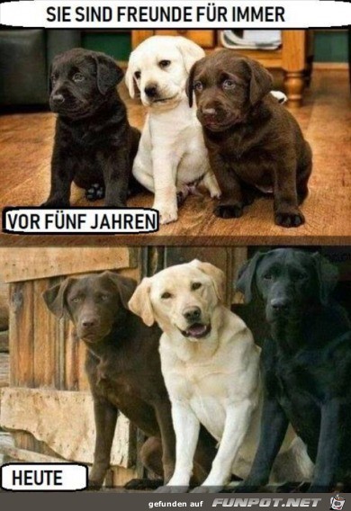 Wie knuffig Wie knuffig