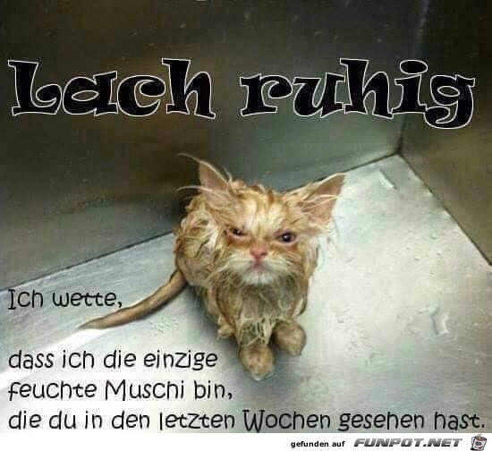 Lach nur