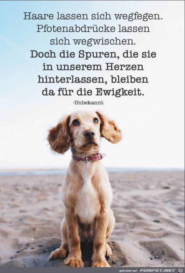haare lassen sich wegfregen haare lassen sich wegfregen
