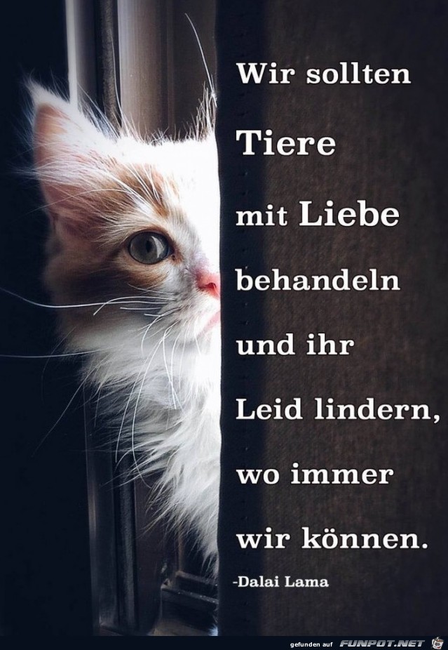 wir sollten Tiere mit liebe behandeln