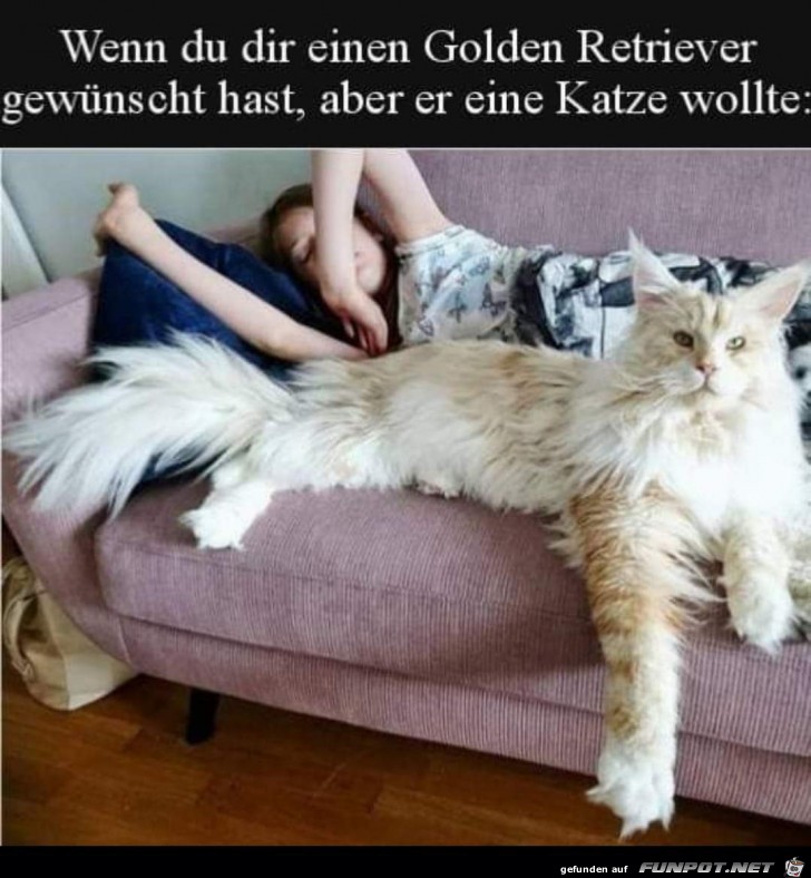 wenn du einen goldredriever