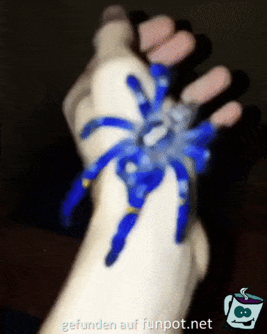 Blaue Spinne