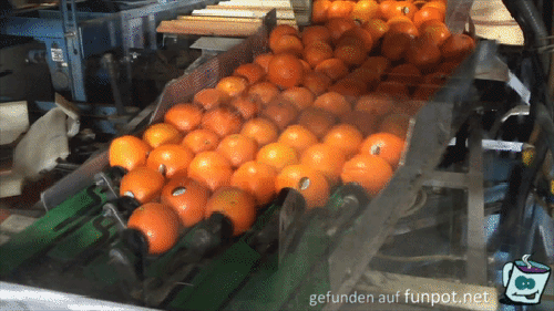 So werden Tomaten verpackt So werden Tomaten verpackt