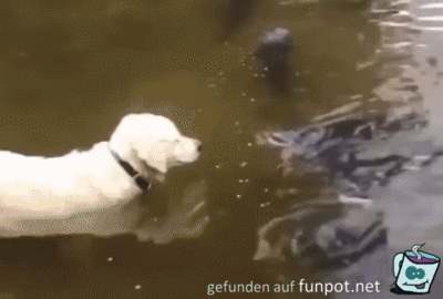 Fisch-Fänger Fisch-Fänger
