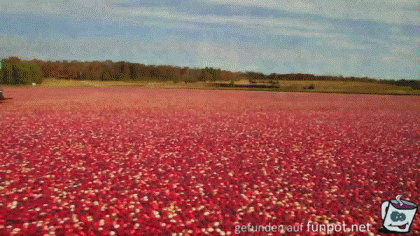 Surfen über rote Blüten Surfen über rote Blüten