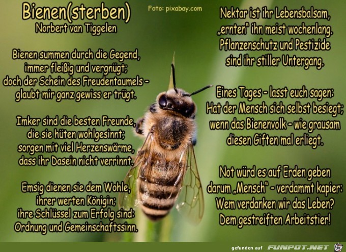Bienensterben 2019 Bienensterben 2019