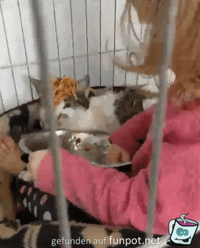 Arme Katze Arme Katze