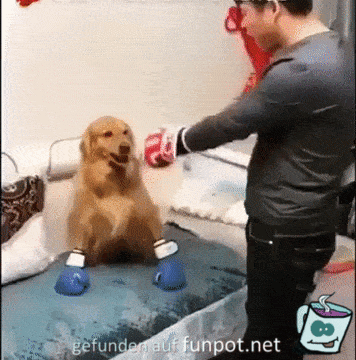 Boxkampf Boxkampf