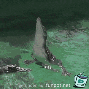 So hoch, kommen die Krokodile So hoch, kommen die Krokodile