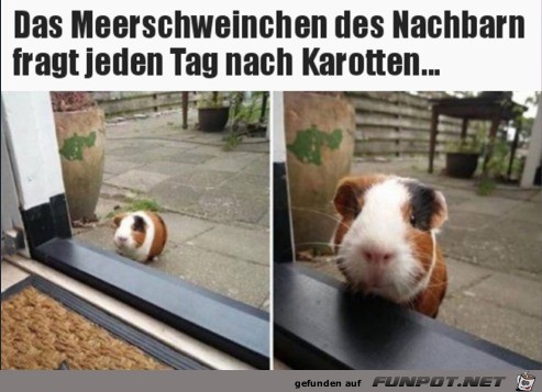 Bitte um Karotten Bitte um Karotten