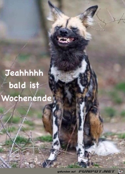 Bald ist Wochenende Bald ist Wochenende