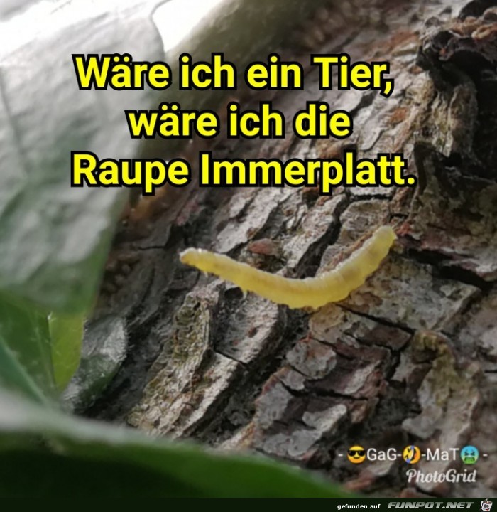 Ein Tier Ein Tier