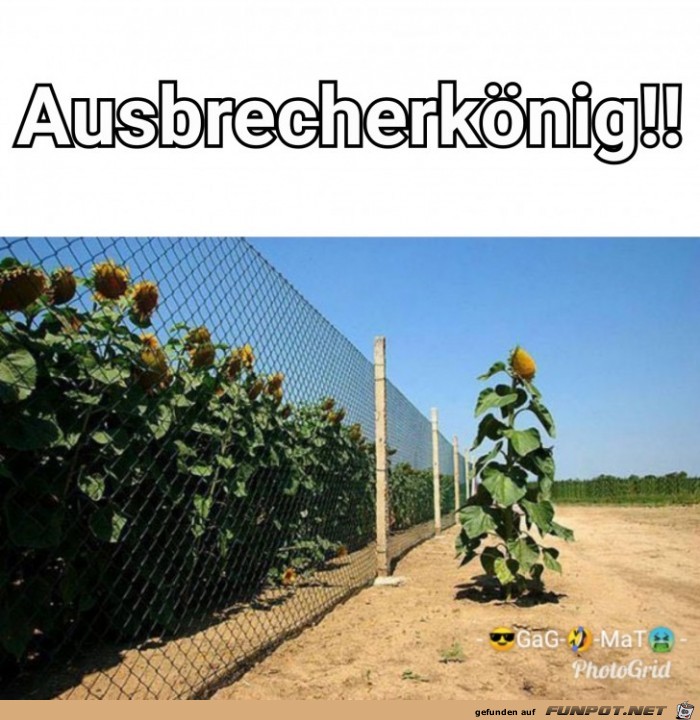 Ausbrecher Ausbrecher